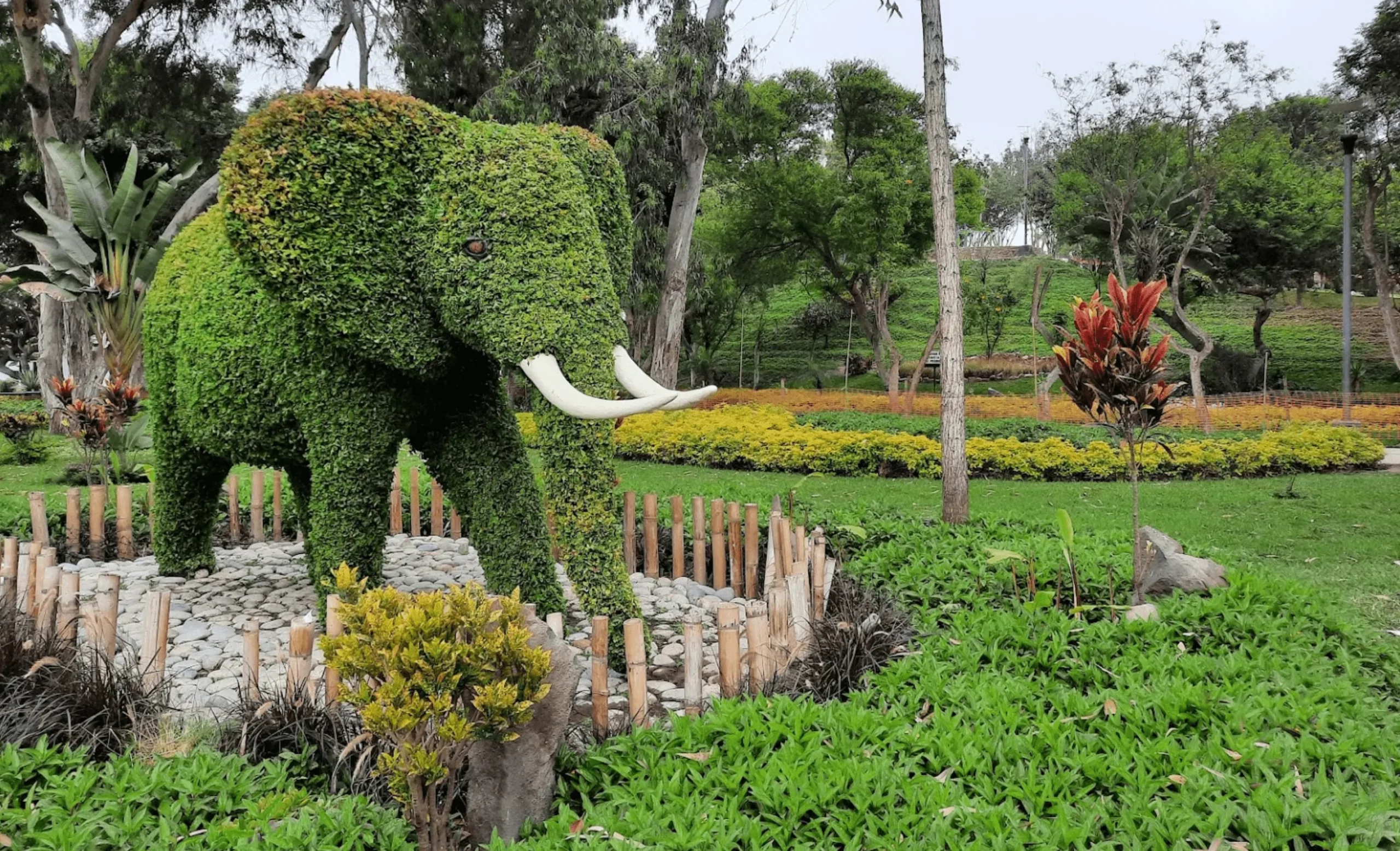 Loma Amarillo: Un oasis verde en el corazón de Lima